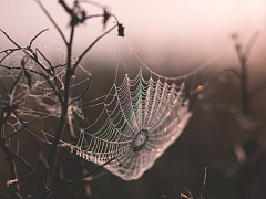 В ловушке: как выбраться из плена собственных эмоций