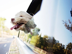 Жизненные заблуждения