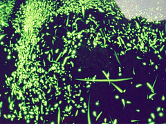 Соскочить  с крючка эмоций