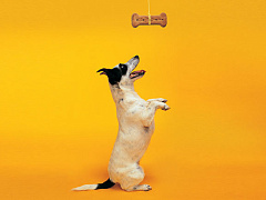 Почему офисные сотрудники превращаются в «собак Павлова»