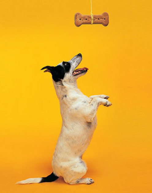 Почему офисные сотрудники превращаются в «собак Павлова»