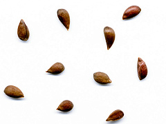 Составьте план своего профессионального развития на год вперед