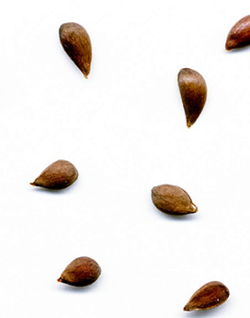 Составьте план своего профессионального развития на год вперед