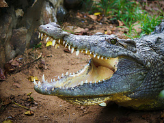 Почему «плохие парни» достигают карьерных высот