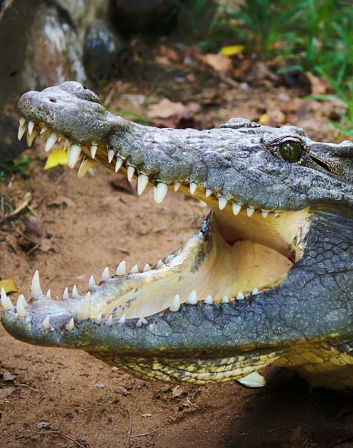 Почему «плохие парни» достигают карьерных высот