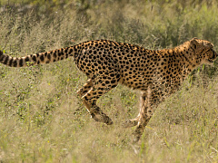 Ускоряйтесь!