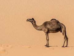 Время верблюдов: почему сейчас стартапы не должны действовать как единороги