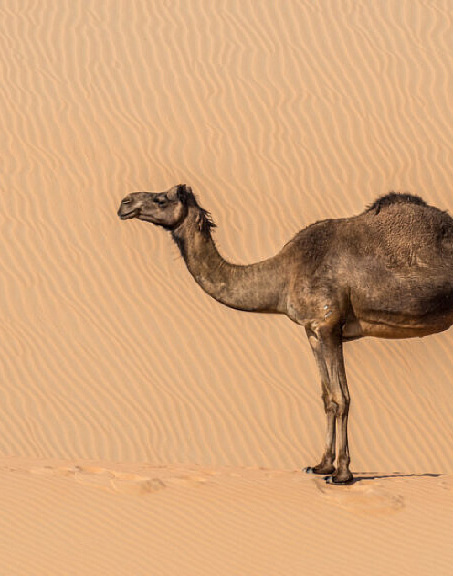 Время верблюдов: почему сейчас стартапы не должны действовать как единороги