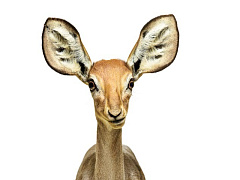 Конец информационной блокады: почему руководители ни о чем не догадываются