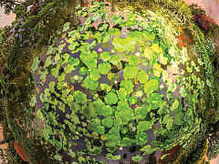 Сила экосистемы