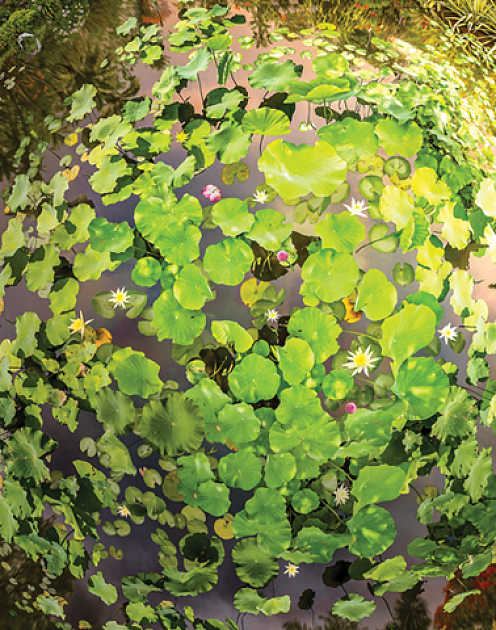 Сила экосистемы