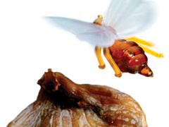 Слово в защиту паразитов