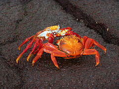 От ворот поворот