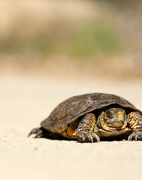 Бардак или управляемый хаос: как работать с Индией