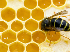 Экстраверты тоже нуждаются в личном пространстве на работе