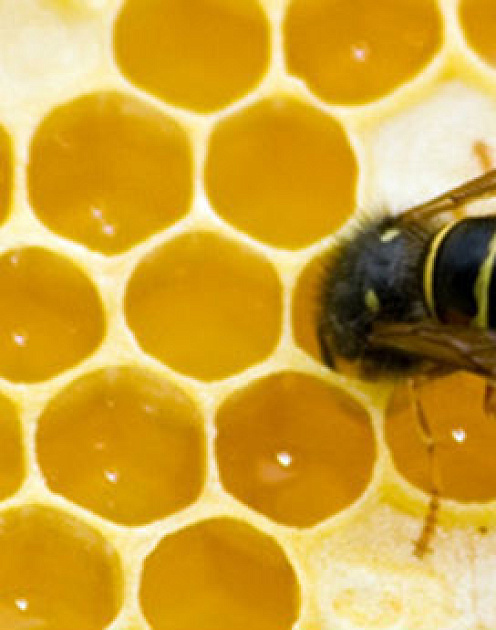 Экстраверты тоже нуждаются в личном пространстве на работе