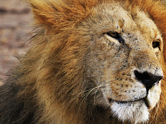 Мужчины покупают у мужественных