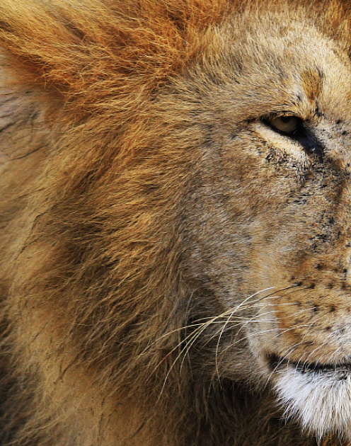 Мужчины покупают у мужественных