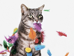 Пять оттенков любопытства