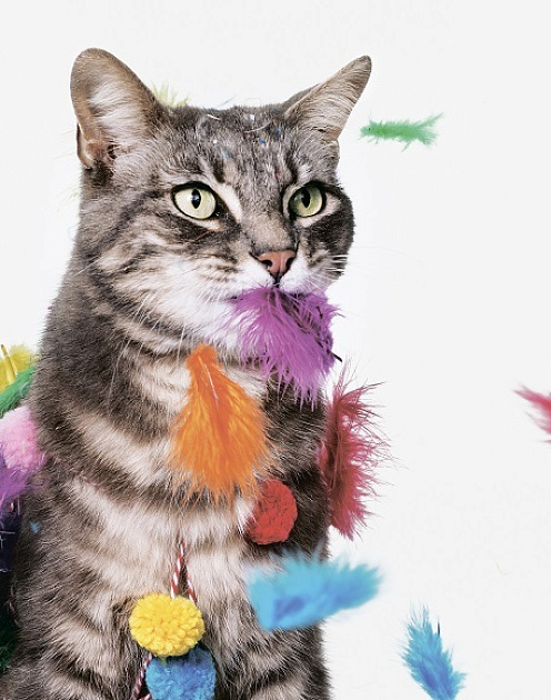 Пять оттенков любопытства