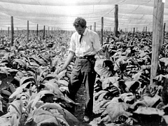 Хотели бы вы работать в табачной компании?