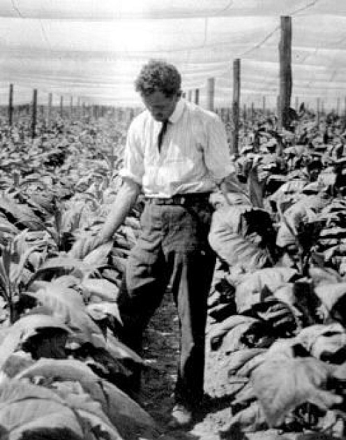 Хотели бы вы работать в табачной компании?