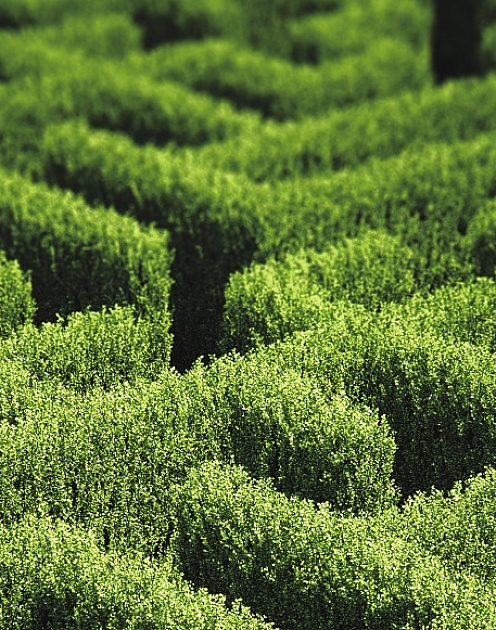 Свобода в рамках