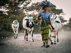 В мире животных: человек