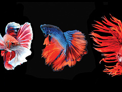 Что отличает успешных гендиректоров