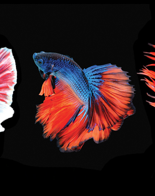 Что отличает успешных гендиректоров