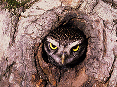 Что делать с плохим боссом?