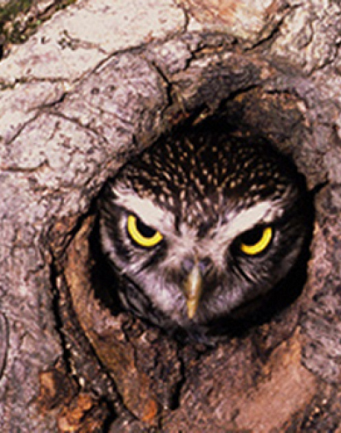 Что делать с плохим боссом?