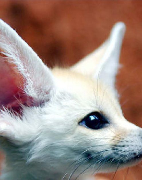 Как научиться быть мощным слушателем