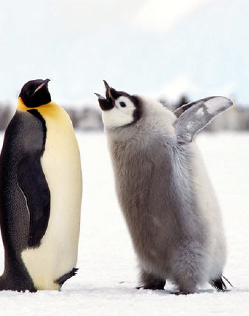 «О чем ты думал?»: чего нельзя говорить тем, кто совершил ошибку