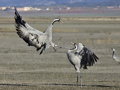 Игра по разным правилам: что делать, если менеджеры конфликтуют