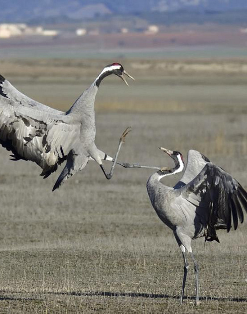 Игра по разным правилам: что делать, если менеджеры конфликтуют