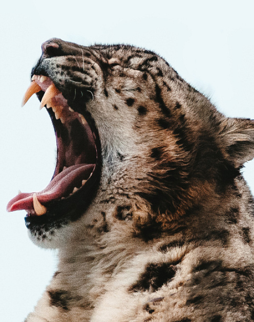 Как не сходить с ума на работе: опыт компании Basecamp