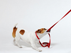 Как убедить, не убеждая: три приема, которые помогут во время пандемии и не только