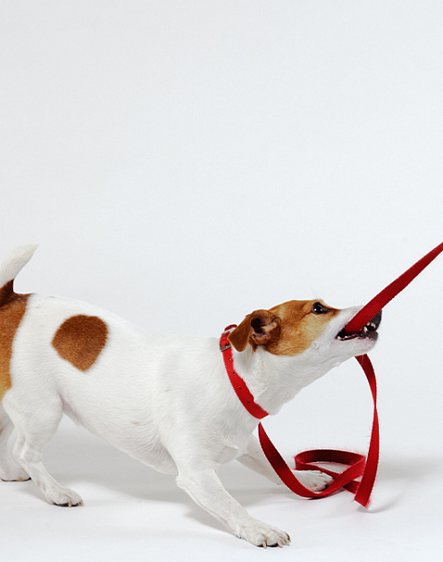 Как убедить, не убеждая: три приема, которые помогут во время пандемии и не только