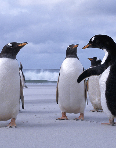 Пять шагов, которые помогут наладить доверительные отношения с кем угодно