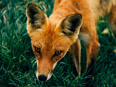 Склонность к обману зависит от времени суток