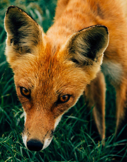 Склонность к обману зависит от времени суток