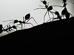 Почему организациям стоит брать пример с муравейника