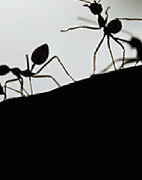 Почему организациям стоит брать пример с муравейника