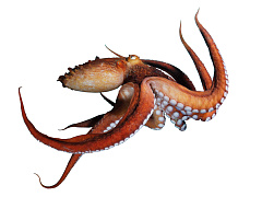 «Рынок впечатлений»: что стимулирует спрос?