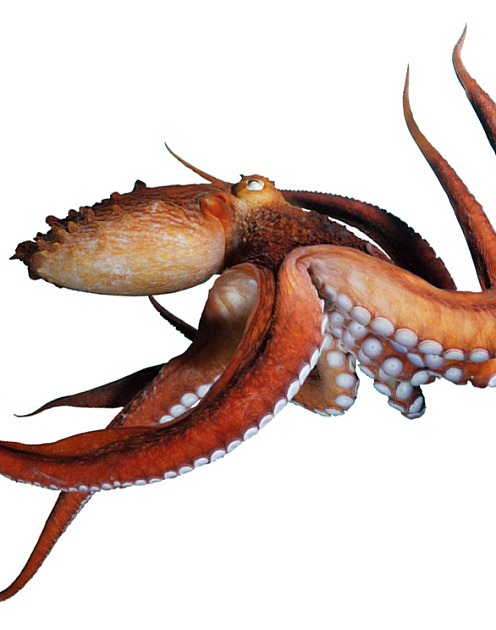 «Рынок впечатлений»: что стимулирует спрос?