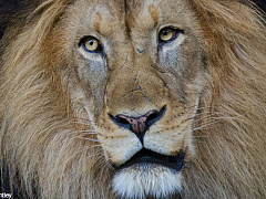 Есть идея? Бросьте ее львам!