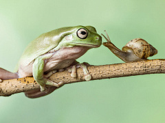 «CEO нет нужды быть идеальным, если его хорошо дополняет партнер»