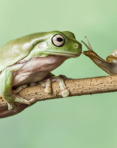 «CEO нет нужды быть идеальным, если его хорошо дополняет партнер»