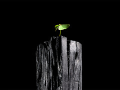 Как повысить жизнестойкость вашего бизнеса